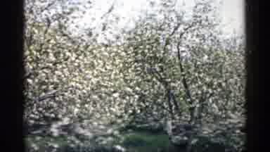 Minnesota USA (1961): Tall Mature Trees With A Up Close Eves