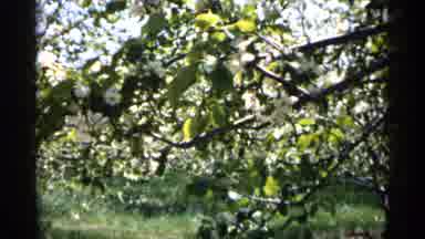 Minnesota USA (1961): Comer Captures Lovely White Flowers That Dot Trees
