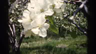 Minnesota USA (1961): Trees And White Flowers With Wot Herds Butler Greens In Red