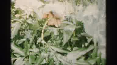 Minnesota USA (1961): Plants Growing Undergrowth Sign Tying Butler Greens