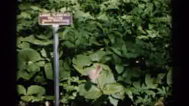 Minnesota USA (1961): Green And Unique Flower Shows Natures Betty And Very
