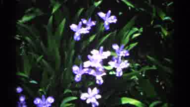 Minnesota USA (1961): Linty Purple And Violet Otherwise Bloom In Garden Alongside
