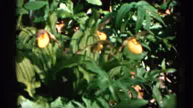 Minnesota USA (1961): Linty Grandmother Flowers Possibly Otherwise Grown On Plants
