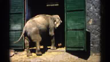 Minnesota USA (1961): Elephant Entering Building One Sea