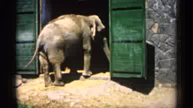 Minnesota USA (1961): A Elephant Standing Otherworldly Of Stone Building With