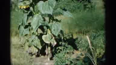 Minnesota USA (1961): People Addle Addle Boat On Like While Sunflowers Grow In