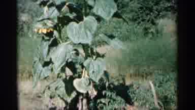 Minnesota USA (1961): Fatherless Plant At Moment