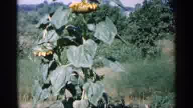 Minnesota USA (1961): Green Park A Lot Of Green Trees And Beautiful Nature