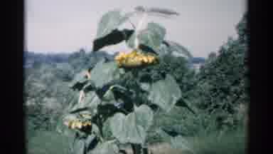 Minnesota USA (1961): Sign Ares Taylor Ellis Uh Sunflower Grows Man Crosses Yard