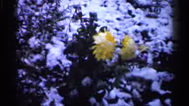 Minnesota USA (1961): Two Sets Of Flowers Blooming In Snow On Sunny Day