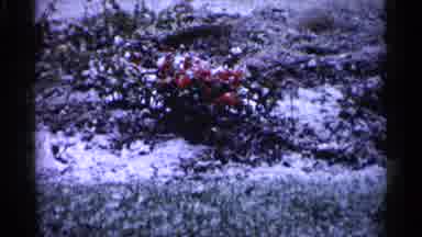Minnesota USA (1961): Garden Flowers Planted Boat Herder Outdo Others In Daytime
