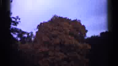 Minnesota USA (1961): A Image Of A Tree During Eves And Light Wind