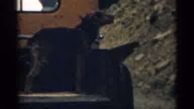 Colorado USA (1963): Brown Dog Rides In Back Of Grandmother Truck On Cleo Day