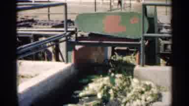 Montgomery Minnesota (1963): Old Vintage Footage Chin Production Carps Agriculture