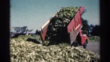 Montgomery Minnesota (1963): Red Dump Truck Empties Green On Bright Sunny Day