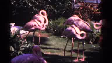New York City (1964): Flamingos At Ares In Daytime S Two Guys The Walk