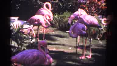 New York City (1964): Sign Ares Peace Through Understanding Views Of Flamingos In
