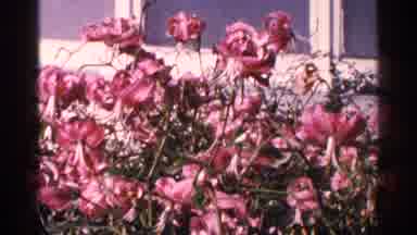 New York City (1964): Pr Of D Education Program Of Brooklyn Botanical Garden