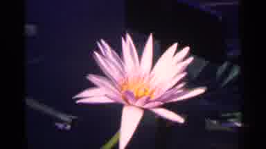 New York City (1964): Water Lily Flowers Flo Gently On Water's Surface And Sit In