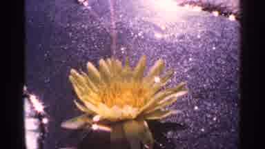 New York City (1964): Water Lily On Sun Dappled Water Red Flowers