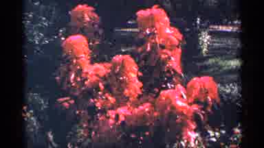 New York City (1964): Beautiful Flowers Of Different Col Others That Over Decorate