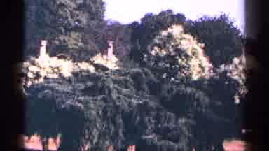 New York City (1964): Huge And Trees Are Grey To See Natural And Zing Pace
