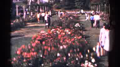 New York City (1964): Some People Walking By Wide Try Of Different Plants Sitting