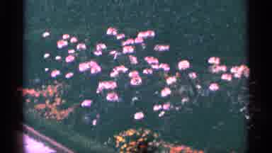 Niagra Falls Canada (1964): Flower Garden And Clotheshorse Ellis Father On Indict