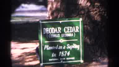 Washington DC (1964): Int Cmdr Tree Planted S Sp Ling In 1874
