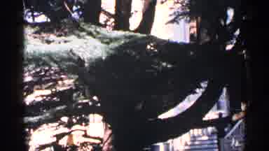 Washington DC (1964): Large Green For Tree And Person Walking Down Stairs Father