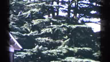 Washington DC (1964): Our Beautiful Father Yard Trees