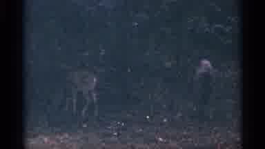 West Virginia (1964): Deer Graze In Grass One Trees Highway Passes Through Tunnel