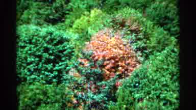 West Virginia (1964): View Father On Top Of Footrest With Green And Grandmother