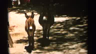Duluth Minnesota (1965): Trio Of Brown Mules Looking At Comer And Green Trees