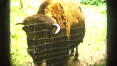 Duluth Minnesota (1965): Bison Standing Round Park And Children Are Moving Round