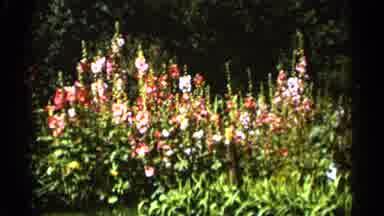 Duluth Minnesota (1965): Small Bush Of Flowers In Garden Focused On Specific Red