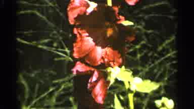 Duluth Minnesota (1965): Bright Pink And Yellow Hibiscus Flowers On Stem Next To