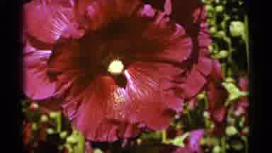 Duluth Minnesota (1965): Compilation Of Bunch Of Different Types Of Flowers All In