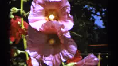 Duluth Minnesota (1965): Pink Tulip And Red Rose On Background Boat With Nice