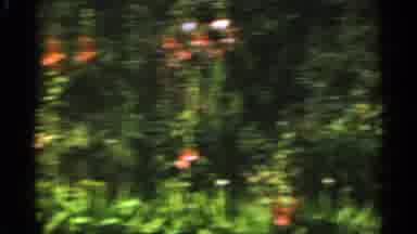 Duluth Minnesota (1965): Garden With Lot Flowering Plants Having Flowers Of Vivid