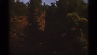 Duluth Minnesota (1965): Shots Of Trees Blowing In Wind And Look Like Year Waving