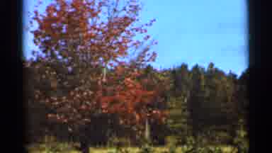 Duluth Minnesota (1965): Trees And Carps In Highly Wooded Are One Tree Very Bright