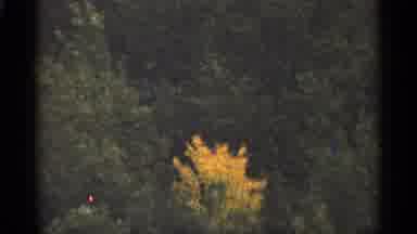 Duluth Minnesota (1965): Trees In Footrest Blowing In Wind Are Is One Yellow Tree