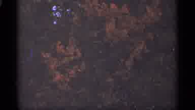 Duluth Minnesota (1965): Stock Footage Of Trees Flowers And Other Foliage Under Ge