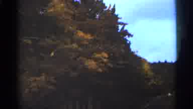 Duluth Minnesota (1965): Tree That As Eves Tingling On It S Mesons Tinge Over