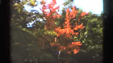 Duluth Minnesota (1965): Trees During Autumn Man Smiling