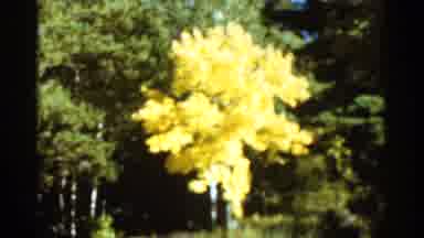 Duluth Minnesota (1965): No Thermal Sunny Day In Nature With Trees And River