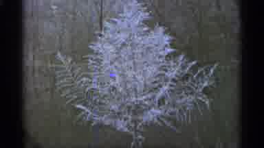 Duluth Minnesota (1965): Looking At Nature And Trees During Day Outside With Snow