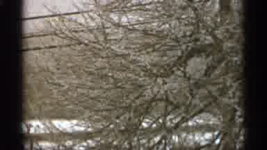 Duluth Minnesota (1965): Evergreen Tree Stands Tall In S Other Tree's Benches S