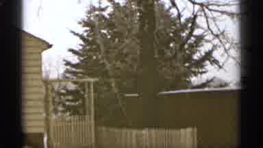 Duluth Minnesota (1965): Large Green Tree On Cleo Sunny Day